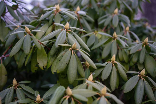 sarı bud, szechuan Çin ile ormangülü williamsianum bitki
