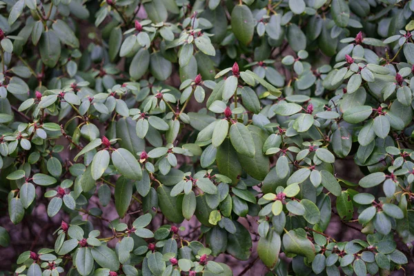 ormangülü williamsianum bitki, szechuan yakın çekim