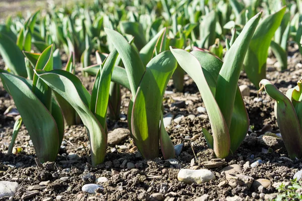 Çiçek bitki fide dizilmiş dünya yetiştirme