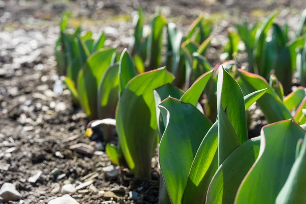 Çiçek alanında büyüyen genç lale fide