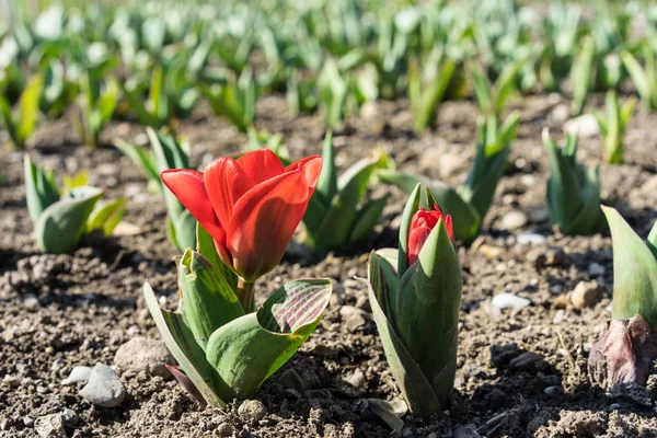Büyüyen pancar fidan kırmızı çiçek. Genç, filiz pancar kahverengi toprak tarım ile