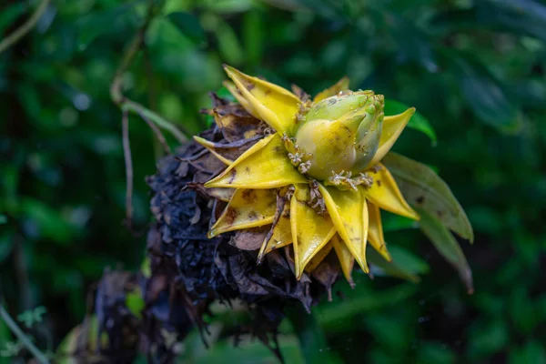 Seitenansicht Der Goldenen Lotus Oder Zwergbanane Auch Als Musella Lasiocarpa — Stockfoto