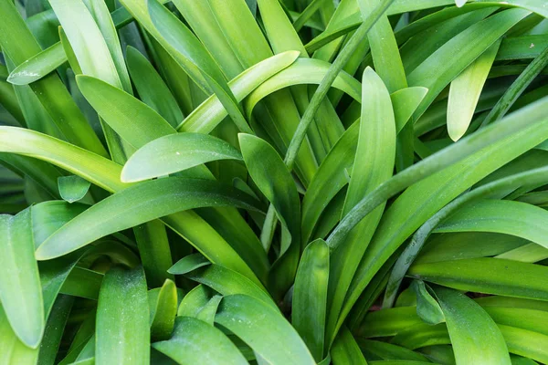 Güney Afrika bitki makro yaprak Agapanthus'tan almıştır praecox aşk çiçeği yapraklarından yakın çekim