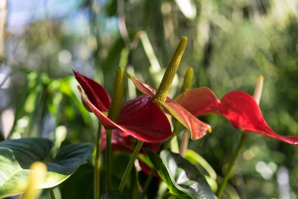 Anthurium andraenum bitki kırmızı ve sarı bud ile yakın çekim