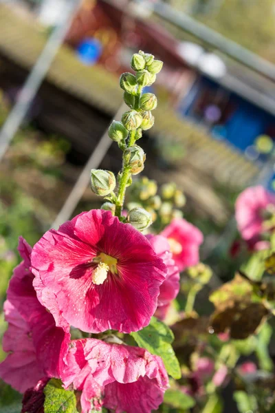 Yaz aylarında çiçek açan büyük pembe kırmızı çiçek