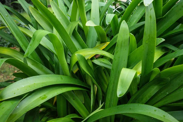 Agapanthus Praecox Kallas Kärlek Blomma Från Sydafrika Med Små Regndroppar — Stockfoto