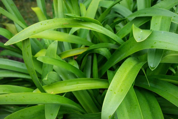 agapanthus praecox aşk çiçek Güney Afrika'dan ile küçük yağmur damlaları denir.