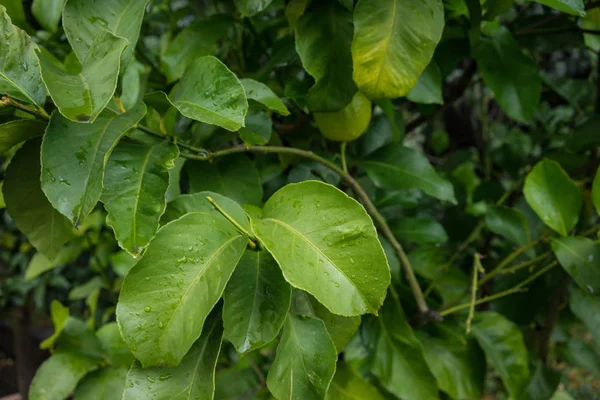 Narenciye limon arka plan deseni ideal yaprak