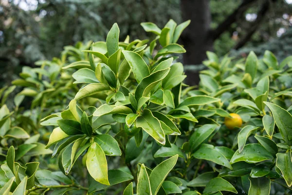 Foglie Fortunella Margarita Rutaceae Dal Sud Della Cina — Foto Stock