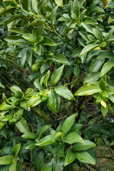 Folhas Fortunella Margarita Rutaceae China Sul — Fotografia de Stock