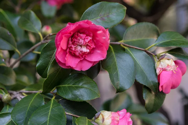 Japonya Romantik çiçek açan camellia japonica Çaygiller pembe çiçek