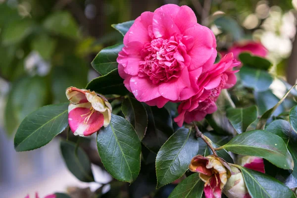 Camellia Japonica Theaceae Flor Rosa Florescendo Japão Romântico — Fotografia de Stock