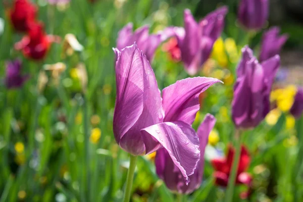 Mor tulup çiçek tomurcuk küçük yağmur damlaları, taze doğa kavramı,