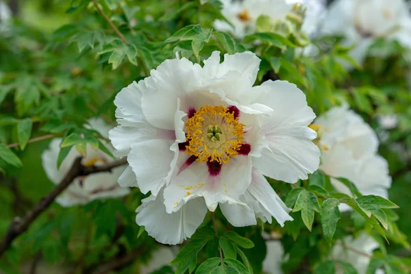 Blooming tree peony. Big white peonies bloom in the spring season known as Paeonia rockii paeoniaceae from china