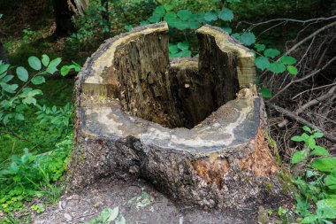 büyük eski ağaç SAP flims İsviçre de ormandaki
