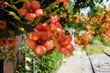 Eski tren parça vintage tarzı yanında çiçek açan çiçek
