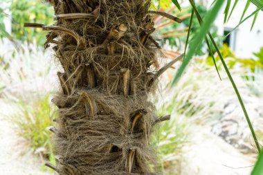 Trachycarpus fortunei yel değirmeni bitki ot palm Çin