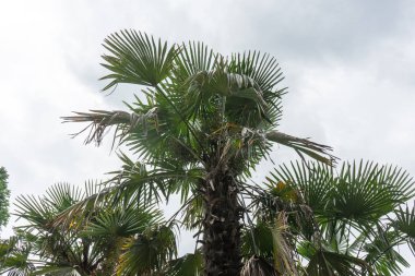 trachycarpus fortunei palm ot hurma gökyüzü ile yakından