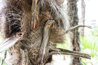trachycarpus fortunei palm kapatın ot palmiye ağacı