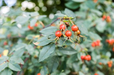 Yaşlı meyve bitki yaprağı üzerinde Kapat
