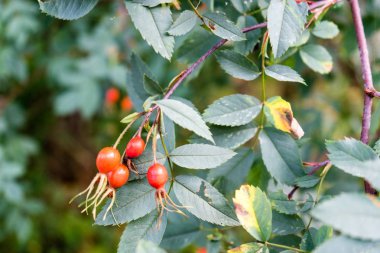 Yaşlı meyve bitki yaprağı üzerinde Kapat