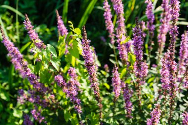 Rüzgar yeşil yaprak üfleme yaz aylarında Mor çiçek