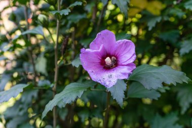pembe çiçek yakın bahçesinde bulunan yeşil yaprak görünümü kadar yaz aylarında bırakır