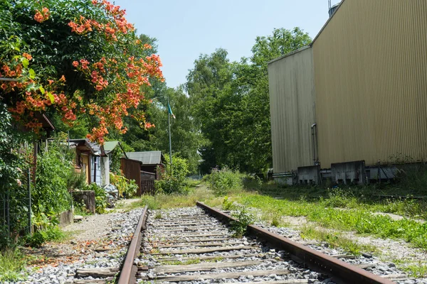 Flor Laranja Lado Trilha Trem Velho Área Indústria Abondenend — Fotografia de Stock