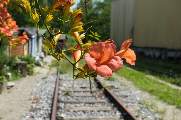 Flor Florescendo Lado Velho Trem Faixa Estilo Vintage — Fotografia de Stock