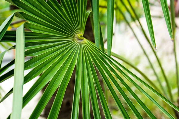 Trachycarpus Fortunei Szélmalom Növény Gyom Palm Kína — Stock Fotó