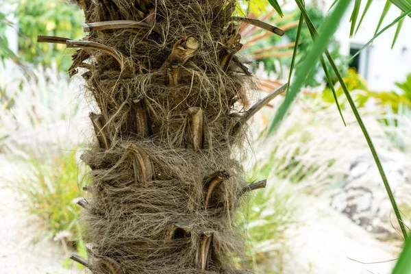 Trachycarpus fortunei yel değirmeni bitki ot palm Çin