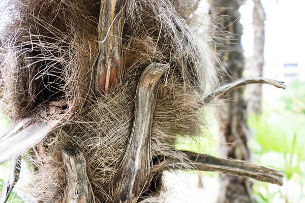 trachycarpus fortunei palm kapatın ot palmiye ağacı