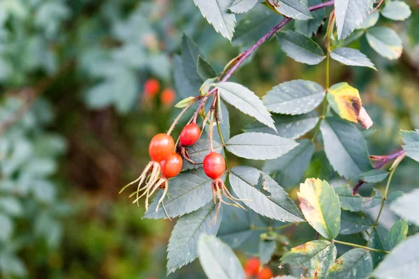 Yaşlı meyve bitki yaprağı üzerinde Kapat