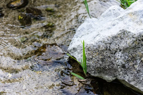 クリーク川水の大きな石の横にある小さな作物 — ストック写真