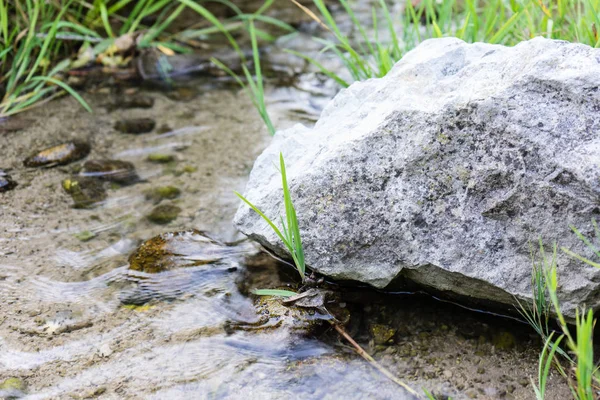 クリーク川水の大きな石の横にある小さな作物 — ストック写真