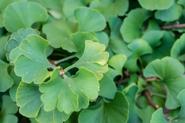 Green Plant Leaves Leaf Close Photo Background Design Structure — Stock Photo, Image