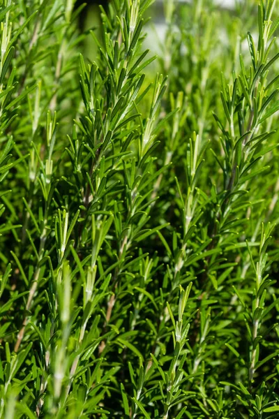 Roris Marini Rosmarinus Officinalis Rosmarin Rostlin Rostliny Zblízka Pohled Listí — Stock fotografie