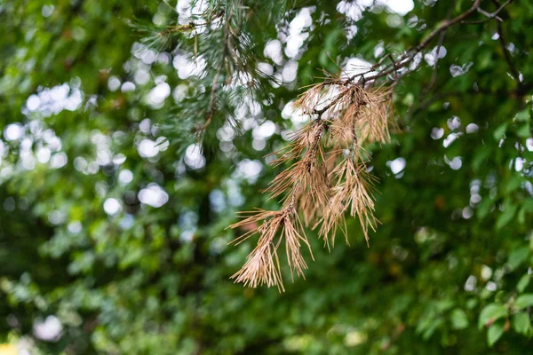 Brown Fir Needle Tree Green Background Light — Stock Photo, Image