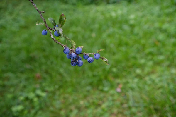 정원에서 식물에 블루베리 — 스톡 사진