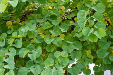 Bauhinia galpinii baklagiller cüce orkide yaprak ve çiçek tomurcuk kadar görünümü Kapat