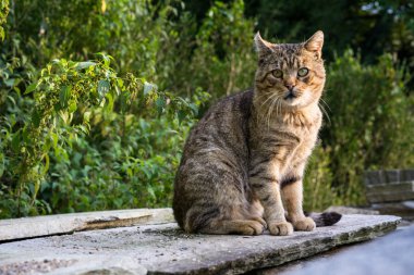 Beton kaya üzerinde kahverengi kedi Bahçe makro görünümü Kapat