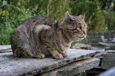 Beton kaya üzerinde kahverengi kedi Bahçe makro görünümü Kapat