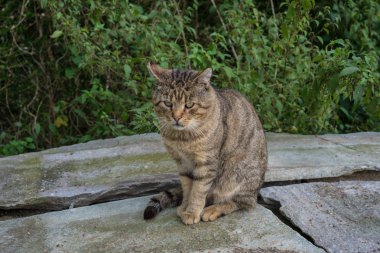 Beton kaya üzerinde kahverengi kedi Bahçe makro görünümü Kapat
