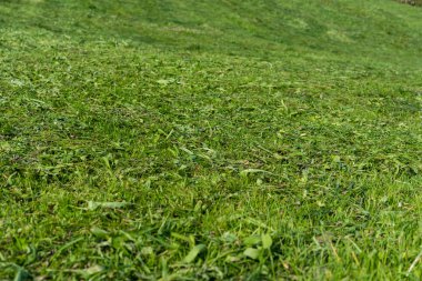 Tutulan taze yeşil çim yakın için arka plan veya doku yaz çayır çimen