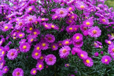 bitki heliantheae pembe ve mor yaz sonbahar sonunda kapat