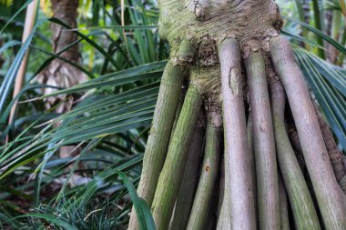 Ağaç gövdesi Pandanus Utilis Pandanaceae, Madagaskar vida ağacının