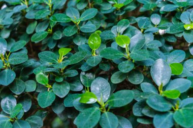 Çin incir, ficus microcarpa panda Dutgiller Asya yapraklarından