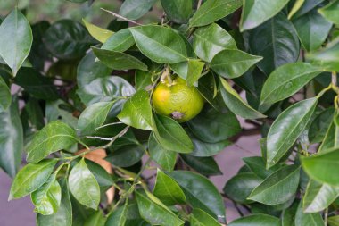 citrus sinensis olgun turuncu meyve bitki asılı üzerinde oturan böcek böcek makroyu kapatın