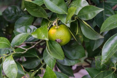 citrus sinensis olgun turuncu meyve bitki asılı üzerinde oturan böcek böcek makroyu kapatın