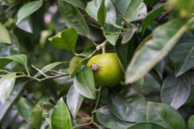citrus sinensis olgun turuncu meyve bitki asılı üzerinde oturan böcek böcek makroyu kapatın